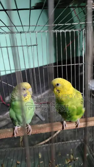 Budgerigar Birds