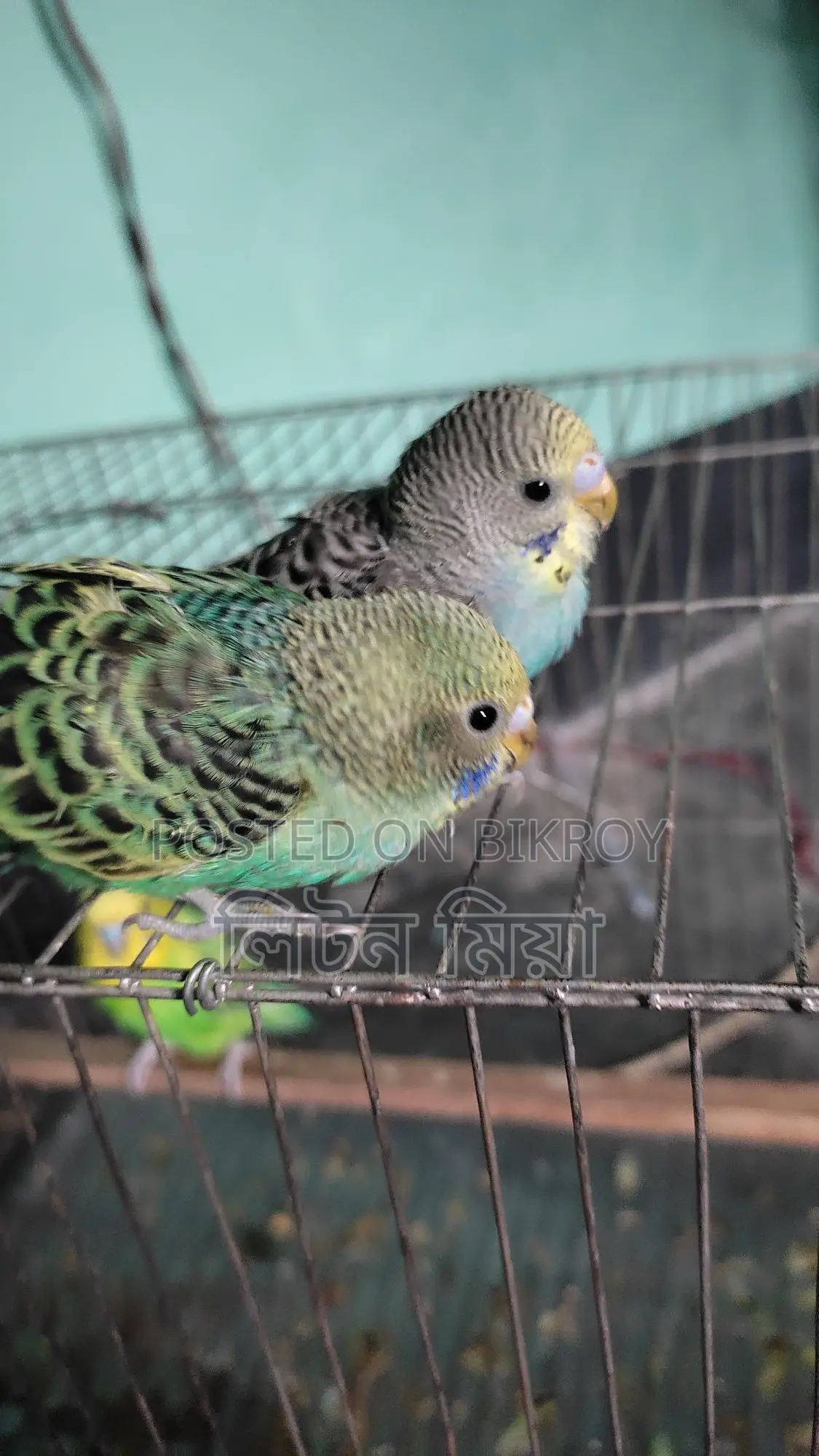 Budgerigar Birds