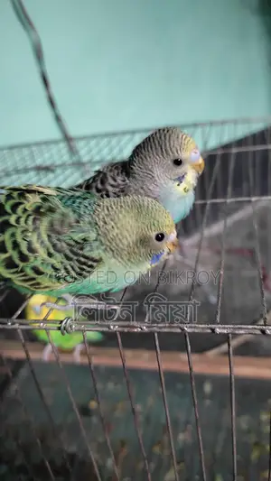 Budgerigar Birds