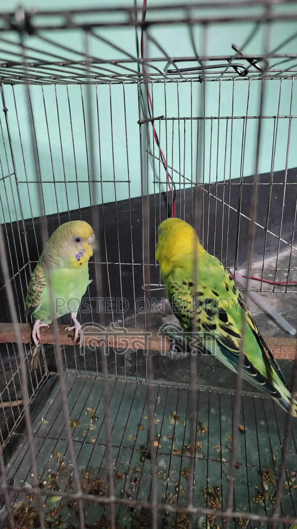 Budgerigar Birds