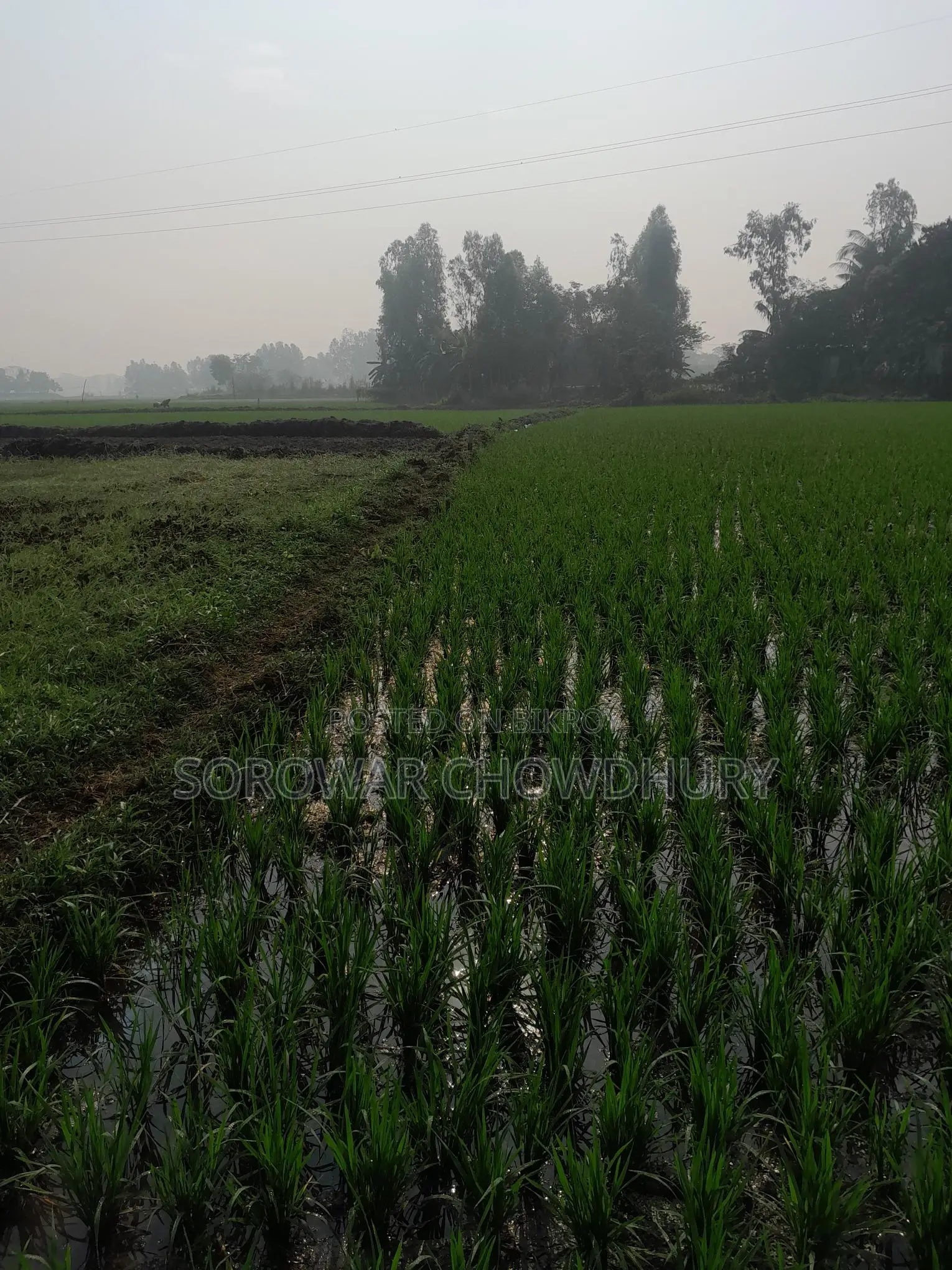 76 Decimals of Land for Sale in Sreenagar