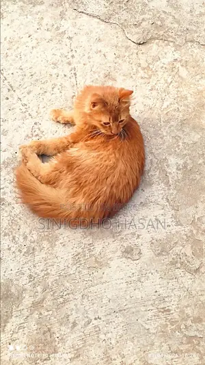 A Pure Persian Cat