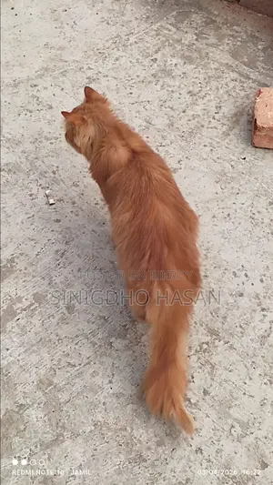 A Pure Persian Cat