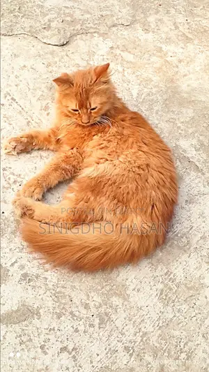 A Pure Persian Cat