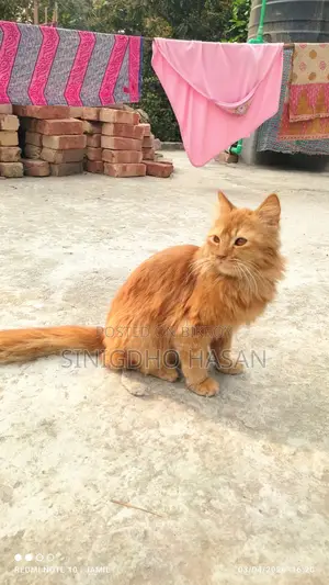 A Pure Persian Cat