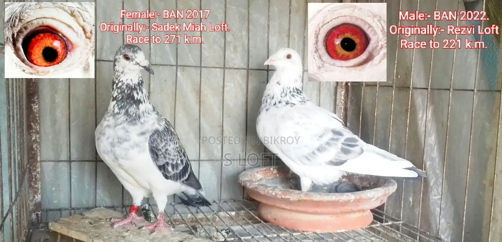 Grizzle/গ্রিজেল রেসার