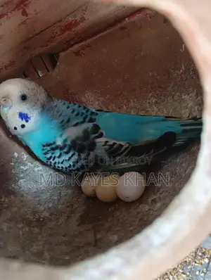 বাজরিগার পাখির