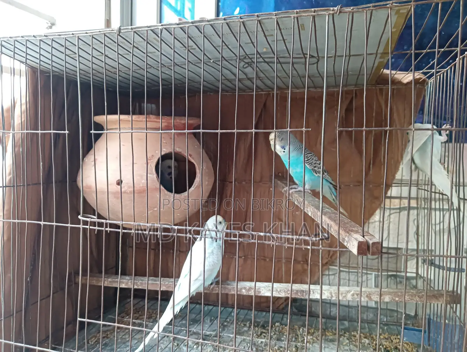 বাজরিগার পাখির