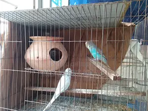 বাজরিগার পাখির
