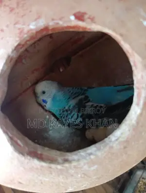 বাজরিগার পাখির