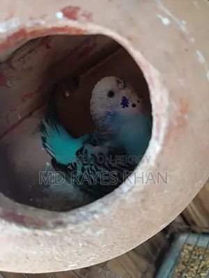 বাজরিগার পাখির