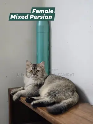 Mixed Persian Adult Female Cat