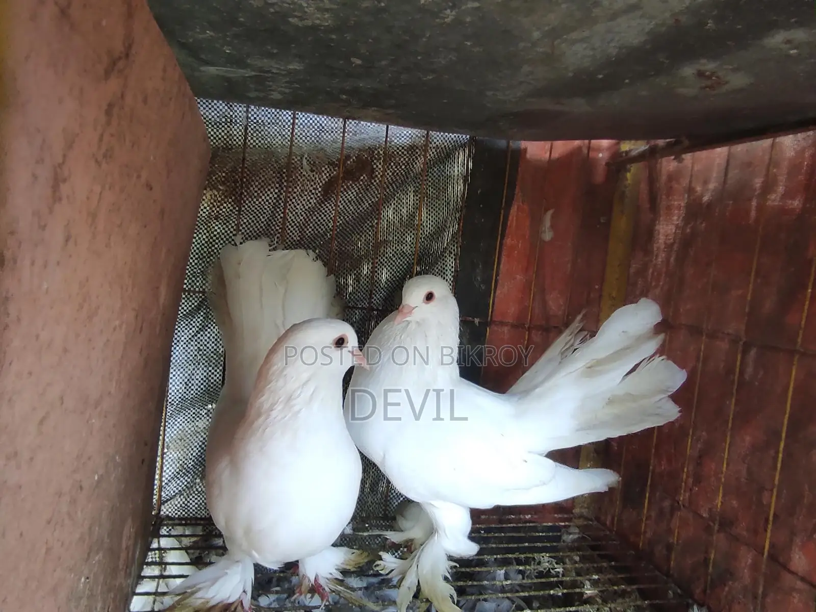 Pigeons