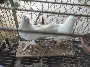 Pigeons