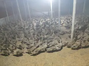 ডিম পাড়া হাঁস,, খাকি ক্যাম্বেল