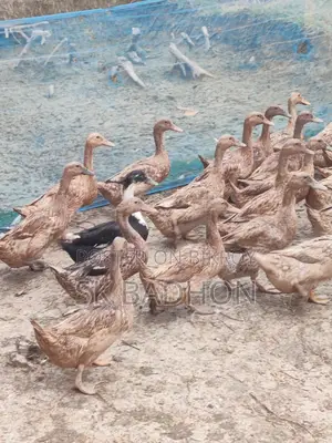 Egg-laying Ducks, Khaki Campbell
