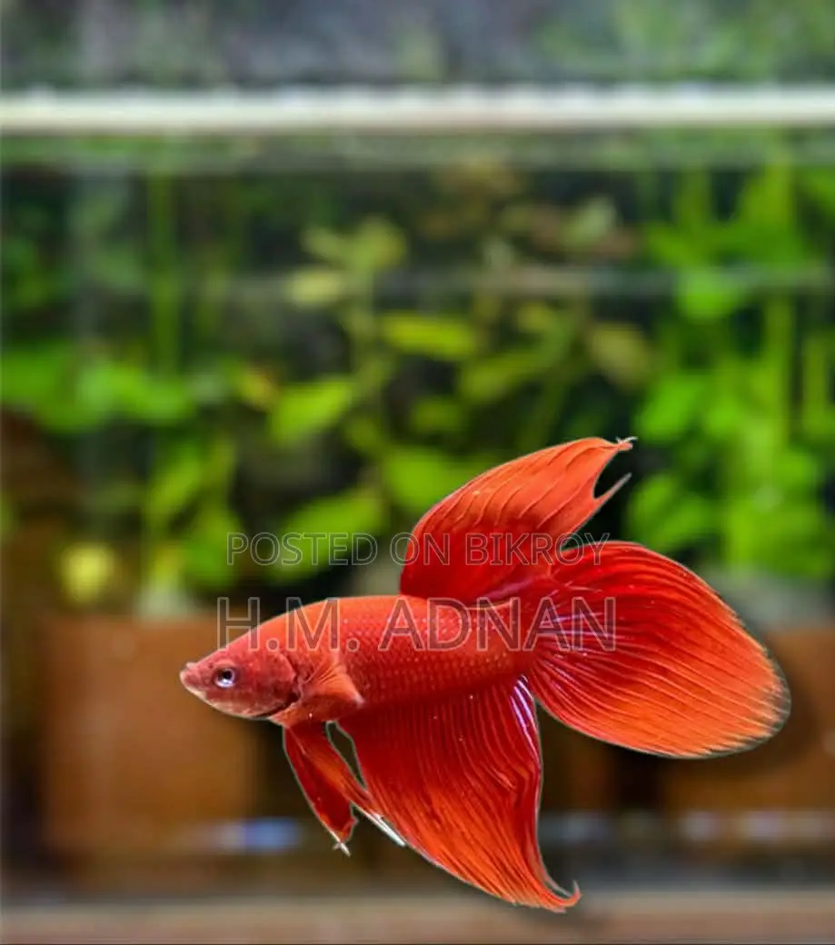 Betta Fish at Wholesale Price