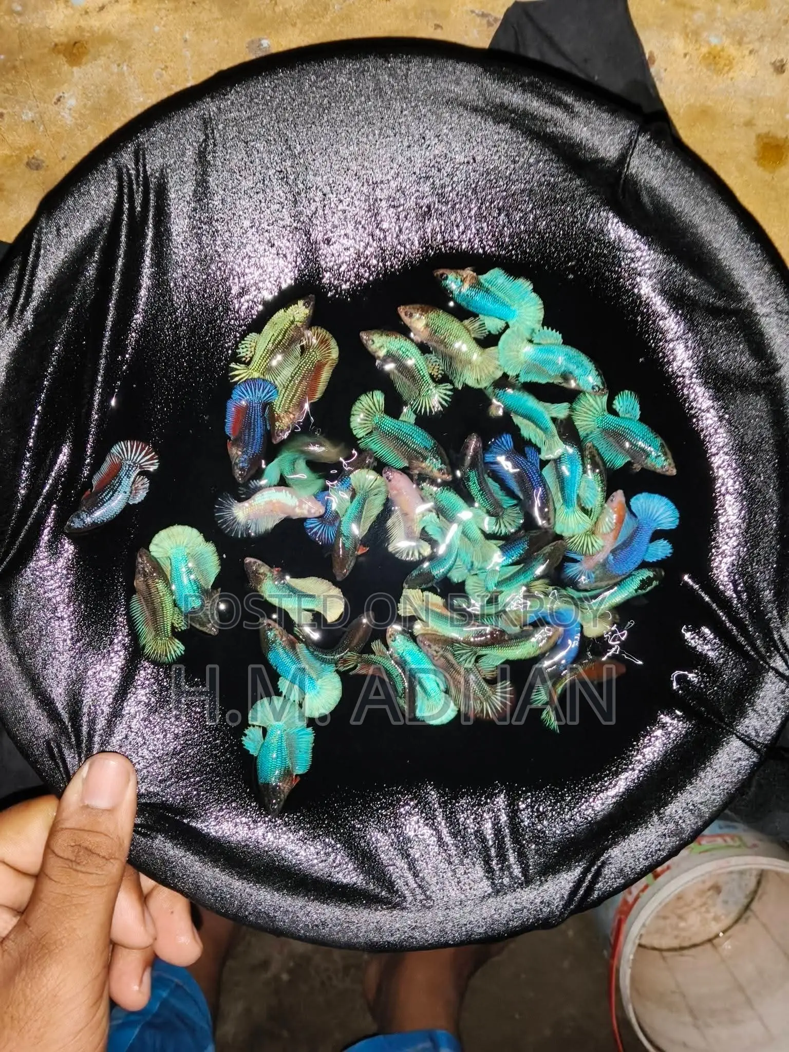 Betta Fish at Wholesale Price