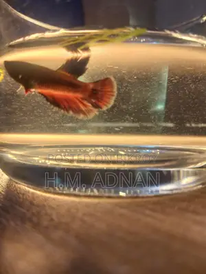 Betta Fish at Wholesale Price