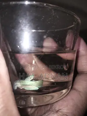 Betta Fish at Wholesale Price