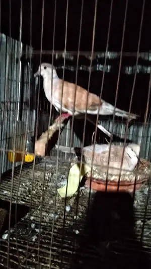 Dove Bird