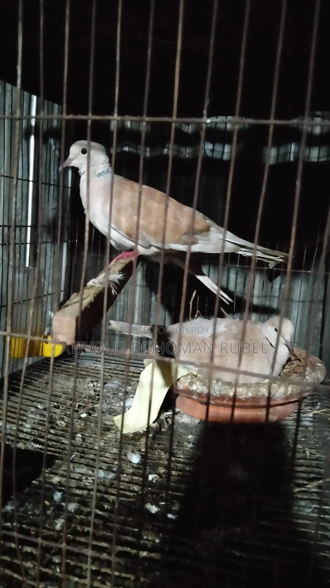 Dove Bird