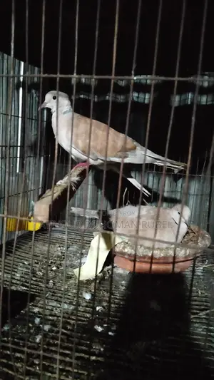 Dove Bird