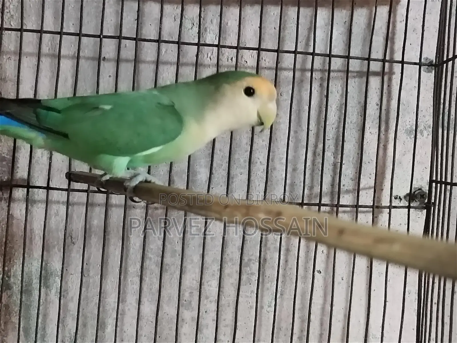 Rosy Faced Love Bird | Male Love Bird