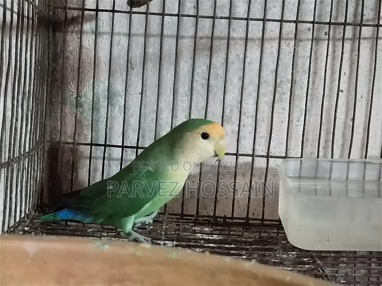 Rosy Faced Love Bird | Male Love Bird
