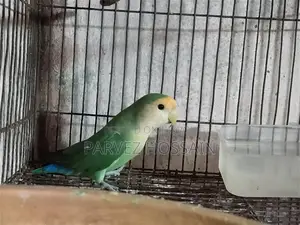 Rosy Faced Love Bird | Male Love Bird