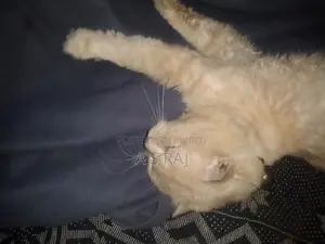 Very Calm and Gentle Animal