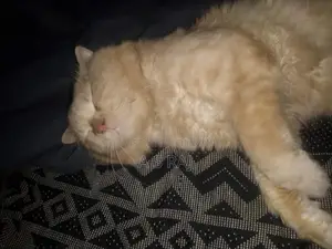 Very Calm and Gentle Animal