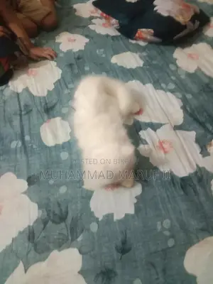 ফুল পার্সিয়ান ক্যাট মেল এবং ফিমেল