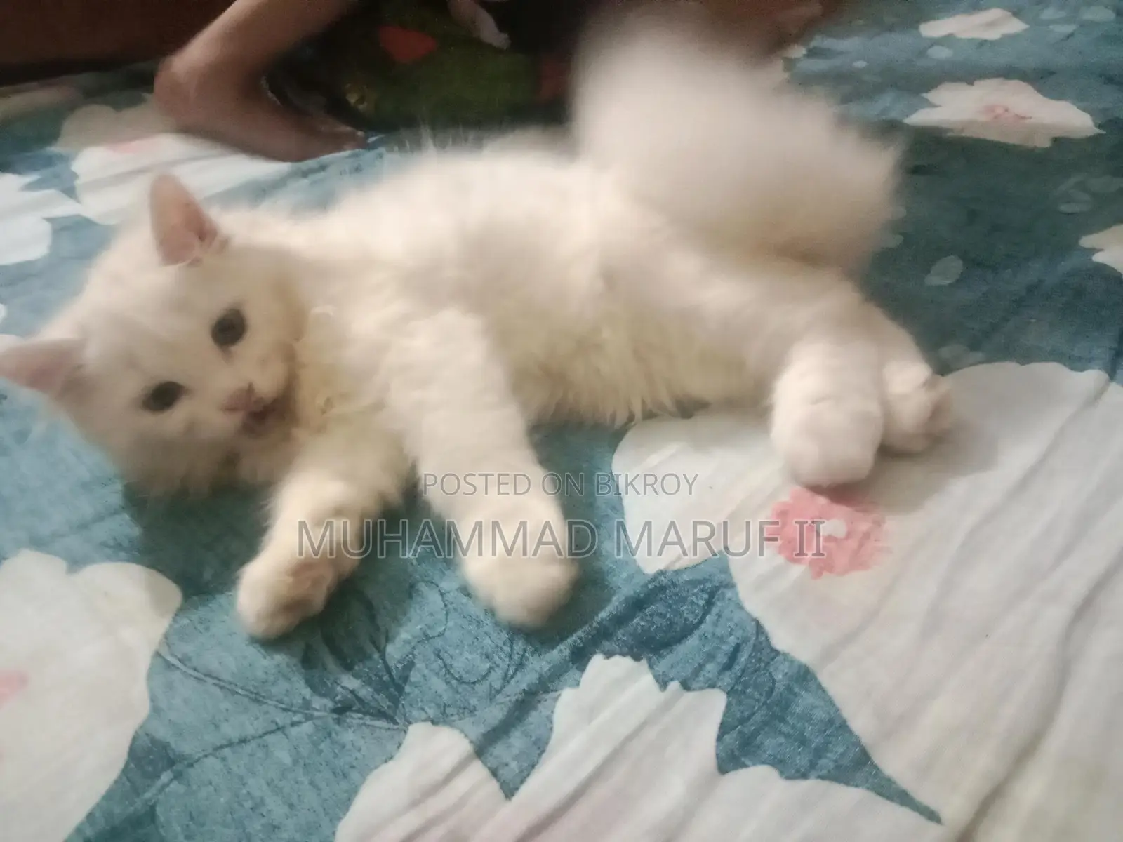 Full Persian Cat Male And Female