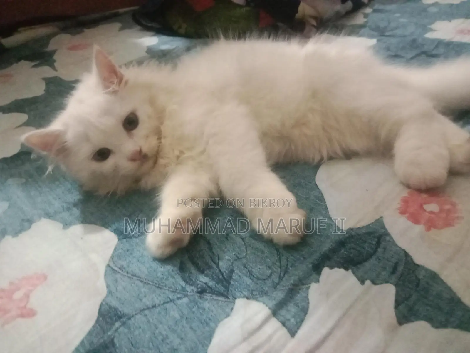 Full Persian Cat Male And Female