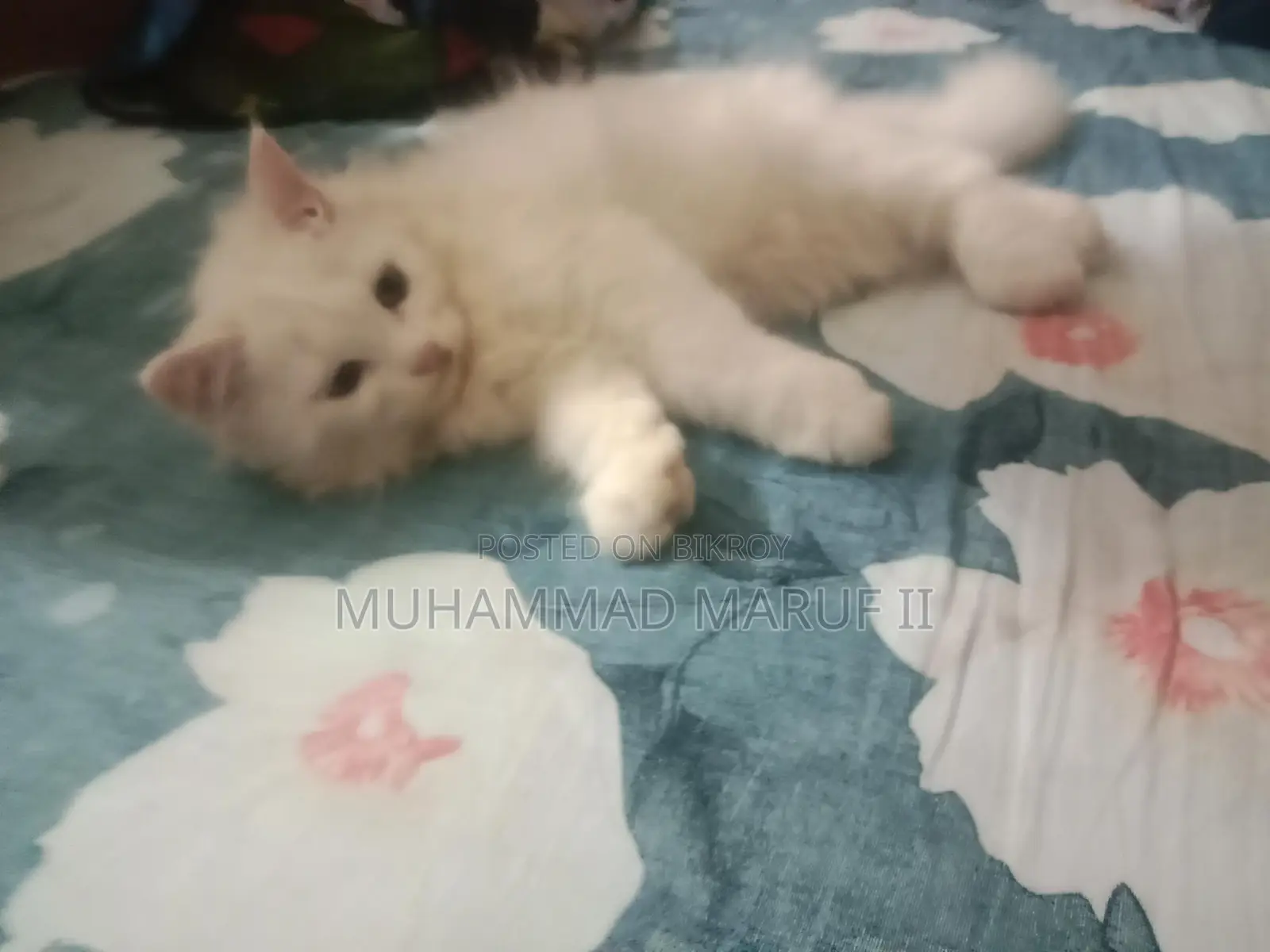 Full Persian Cat Male And Female