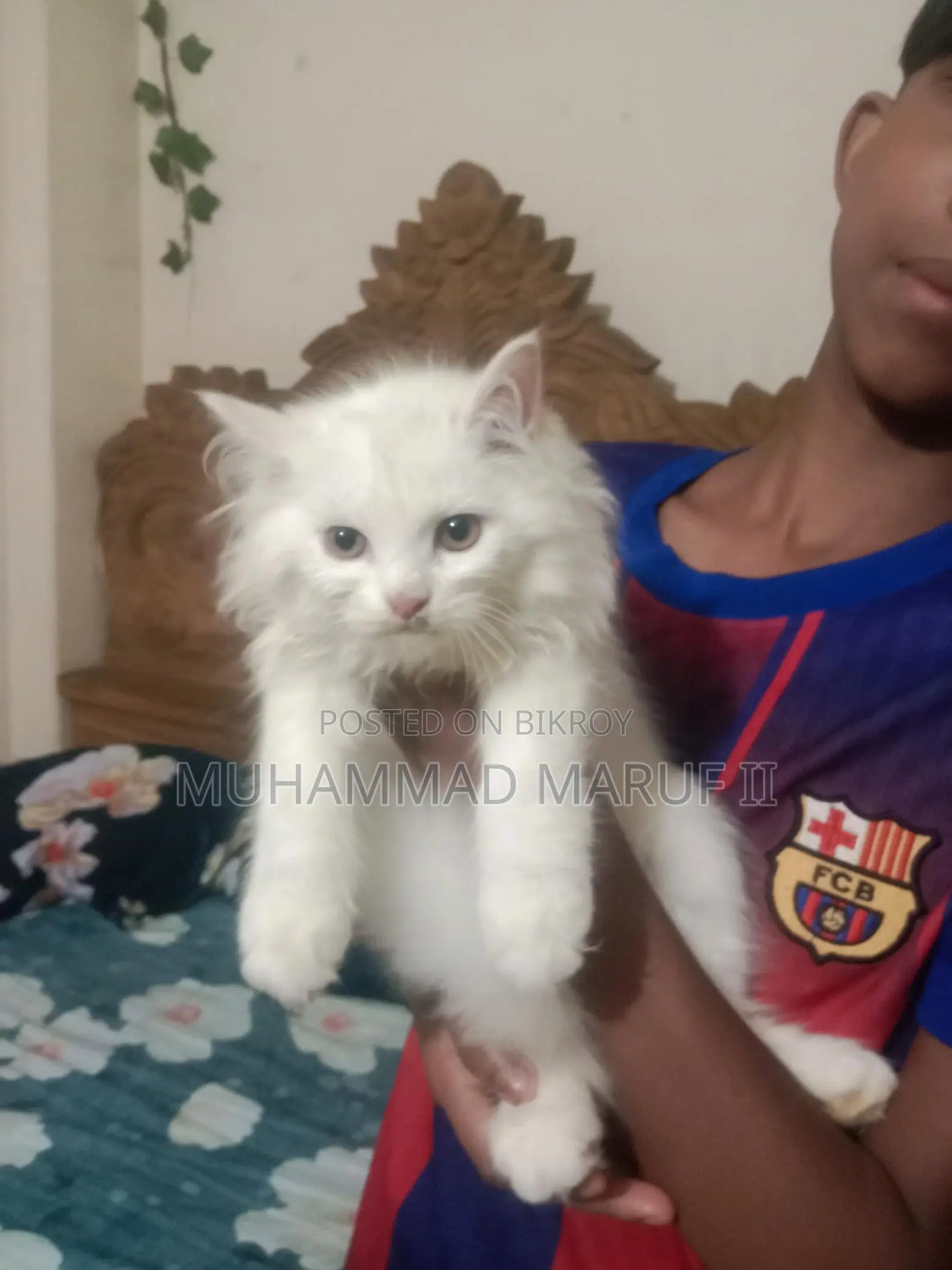 Full Persian Cat Male And Female