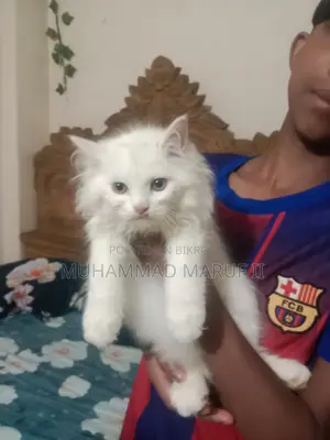 Full Persian Cat Male And Female