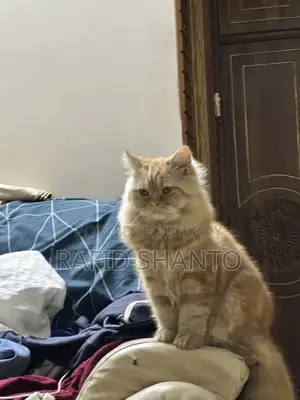 Persian Female Cat Zinger Tabby Colour