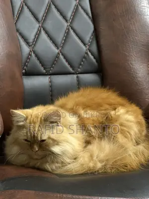 Persian Female Cat Zinger Tabby Colour