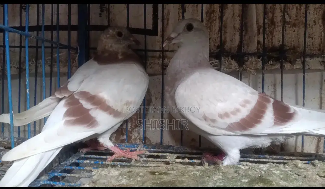 Mili Racer Pigeons