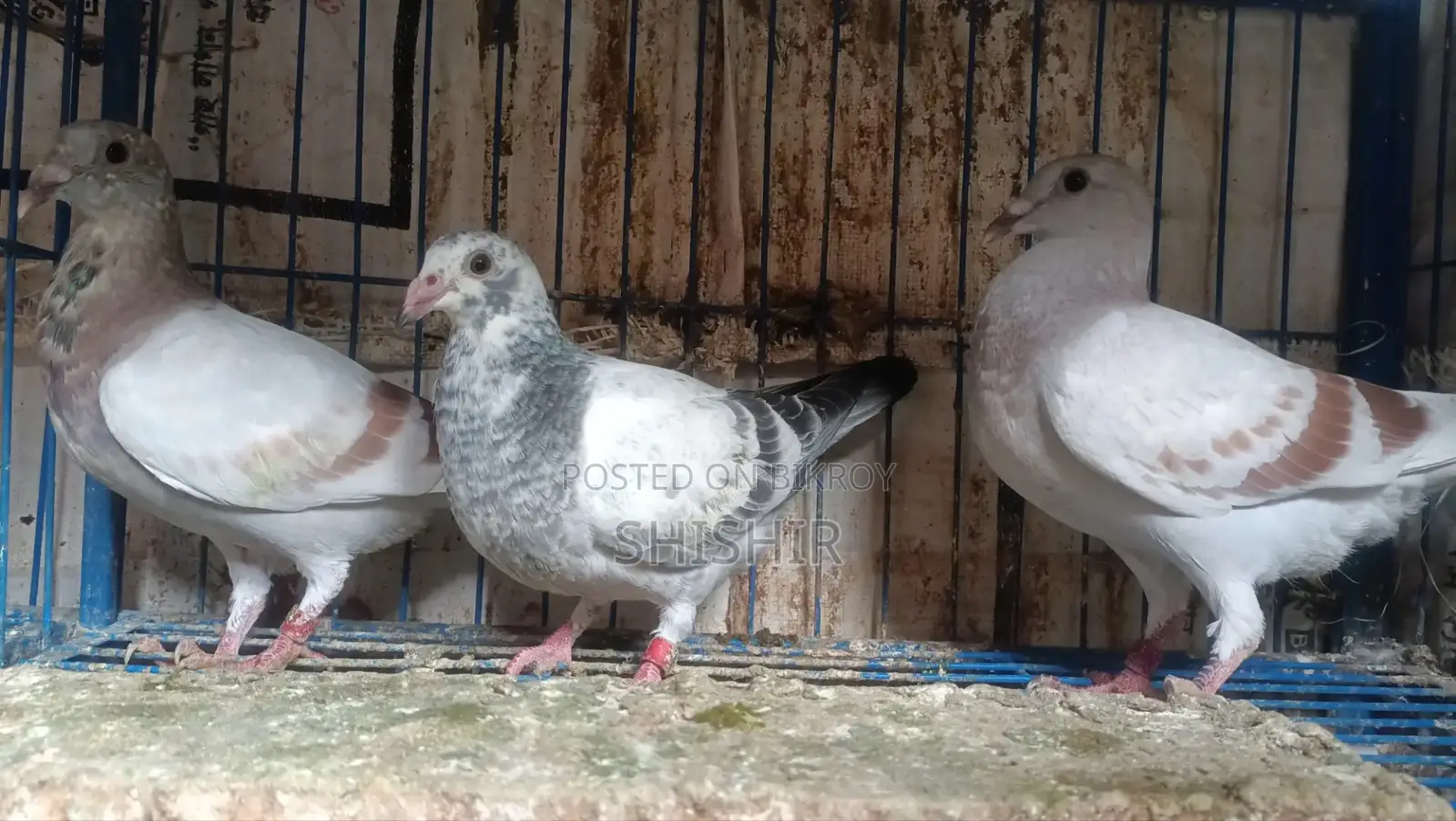 Mili Racer Pigeons