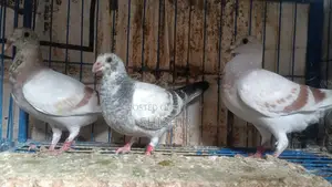 Mili Racer Pigeons