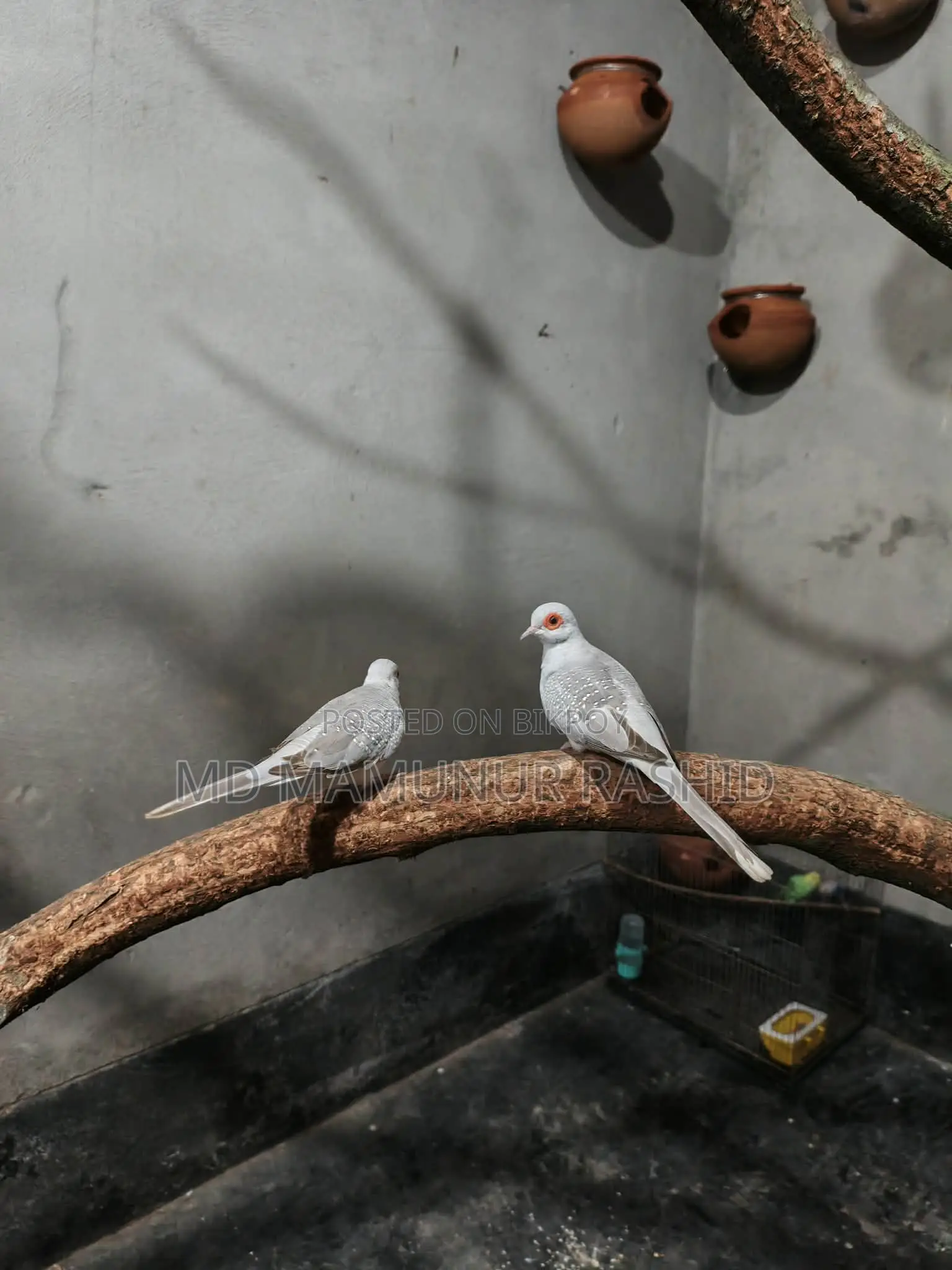 Diamond Dove Running Pair (Laying Eggs and Breeding)