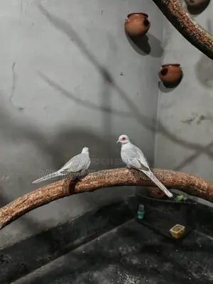 Diamond Dove Running Pair (Laying Eggs and Breeding)
