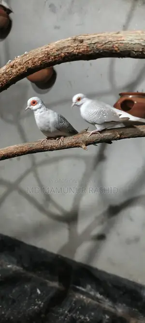 Diamond Dove Running Pair (Laying Eggs and Breeding)