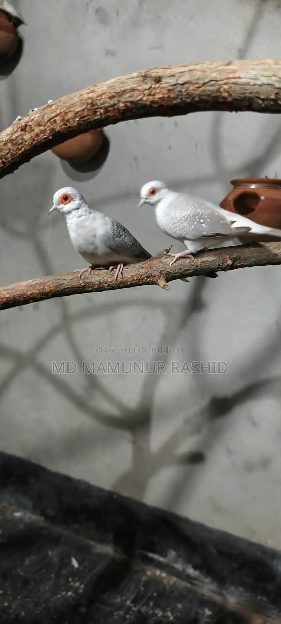 Diamond Dove Running Pair (Laying Eggs and Breeding)