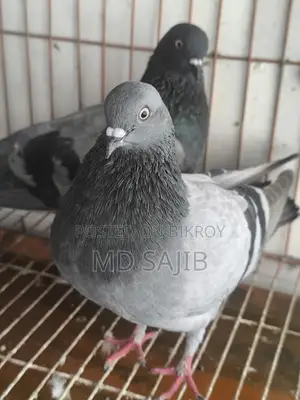 Pigeons for sale