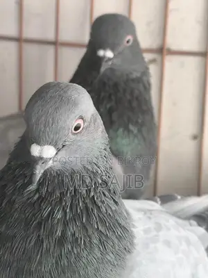 Pigeons for sale