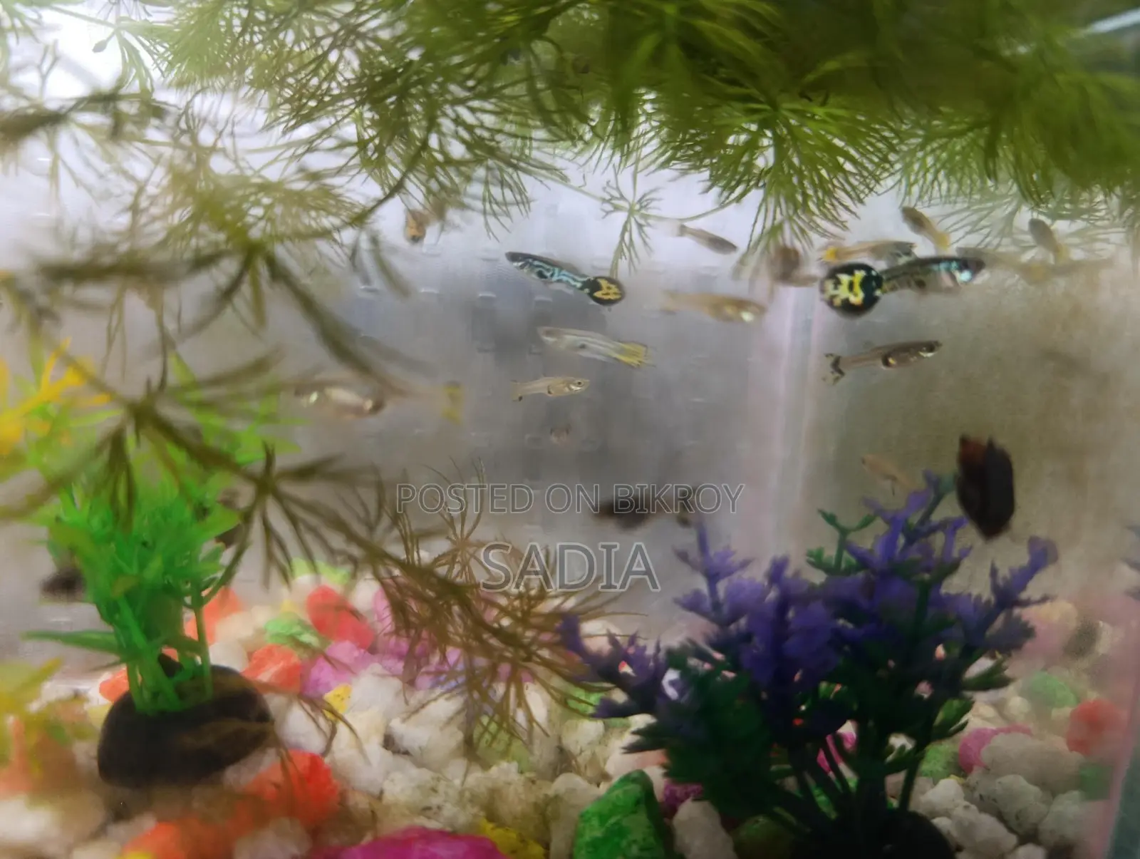 Mixed Guppy